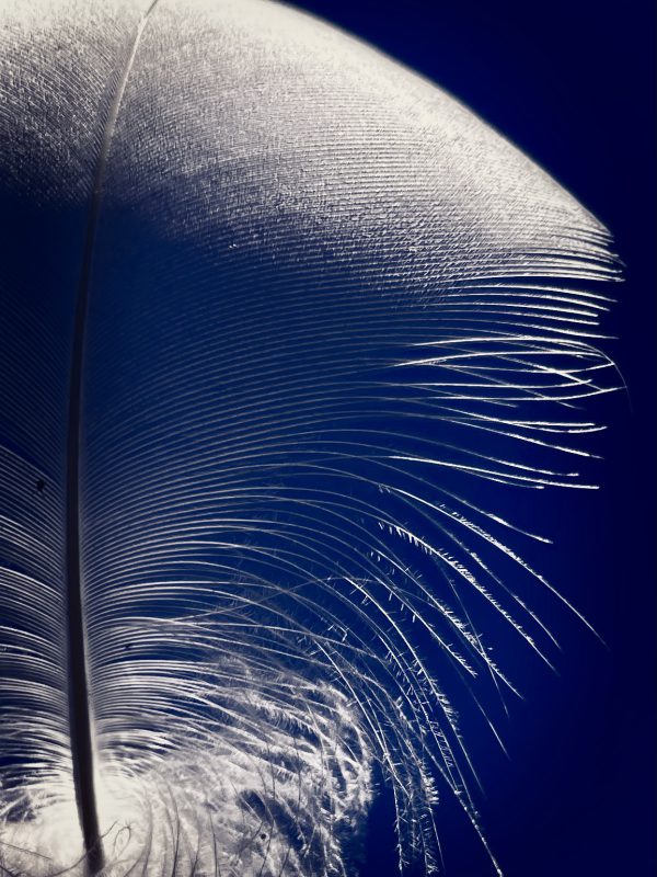 Feather