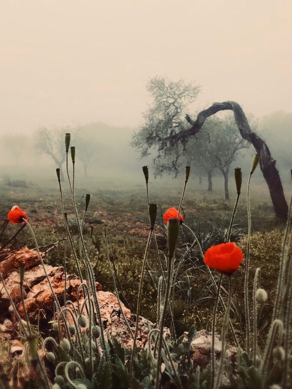 Herbstmohn 2