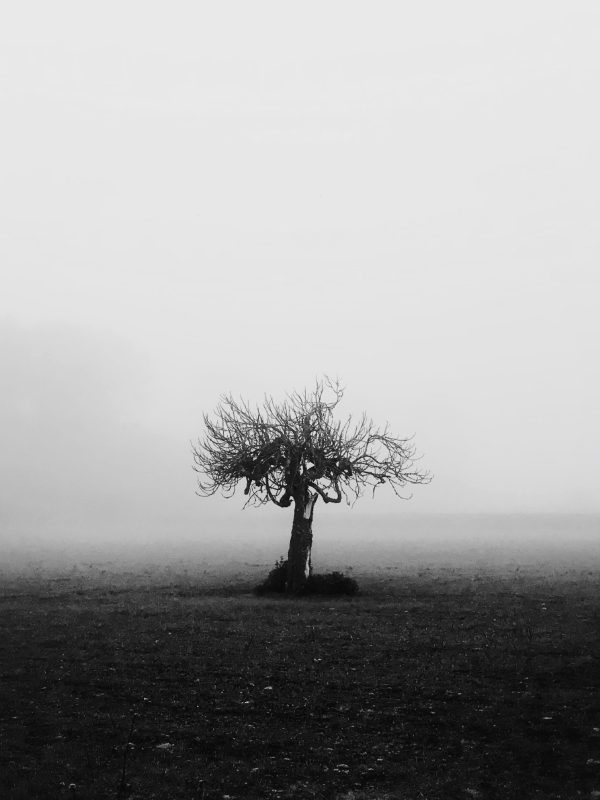 Tree_alone