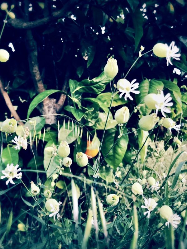 Secret_garden