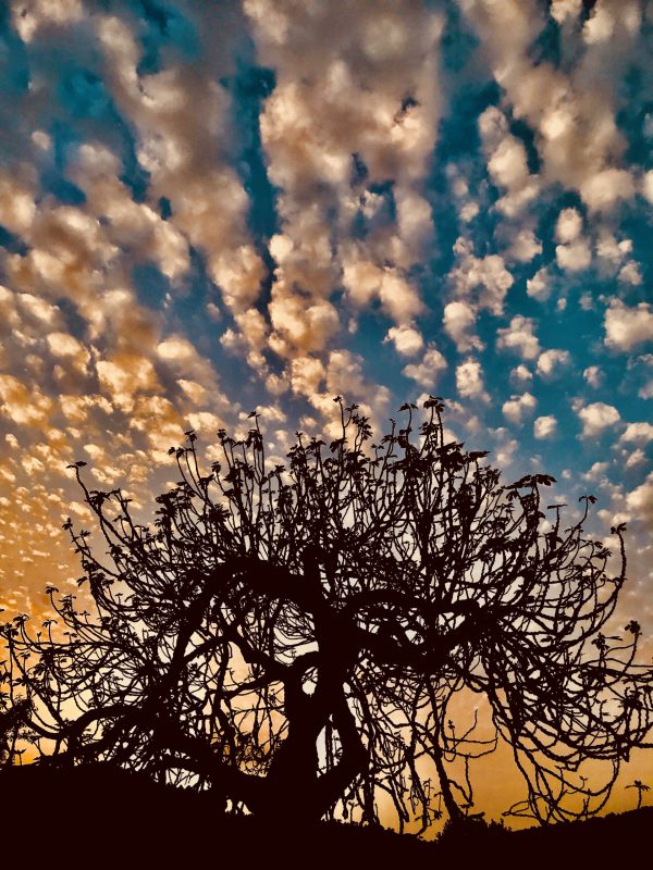 Fig_Tree